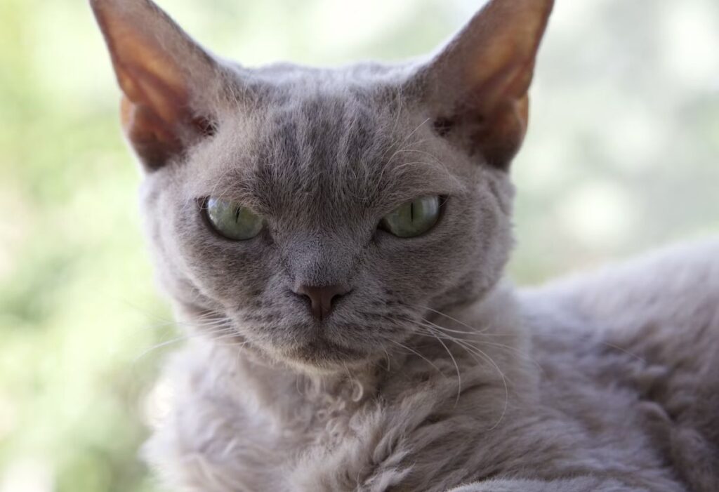 Devon Rex cat with green eyes