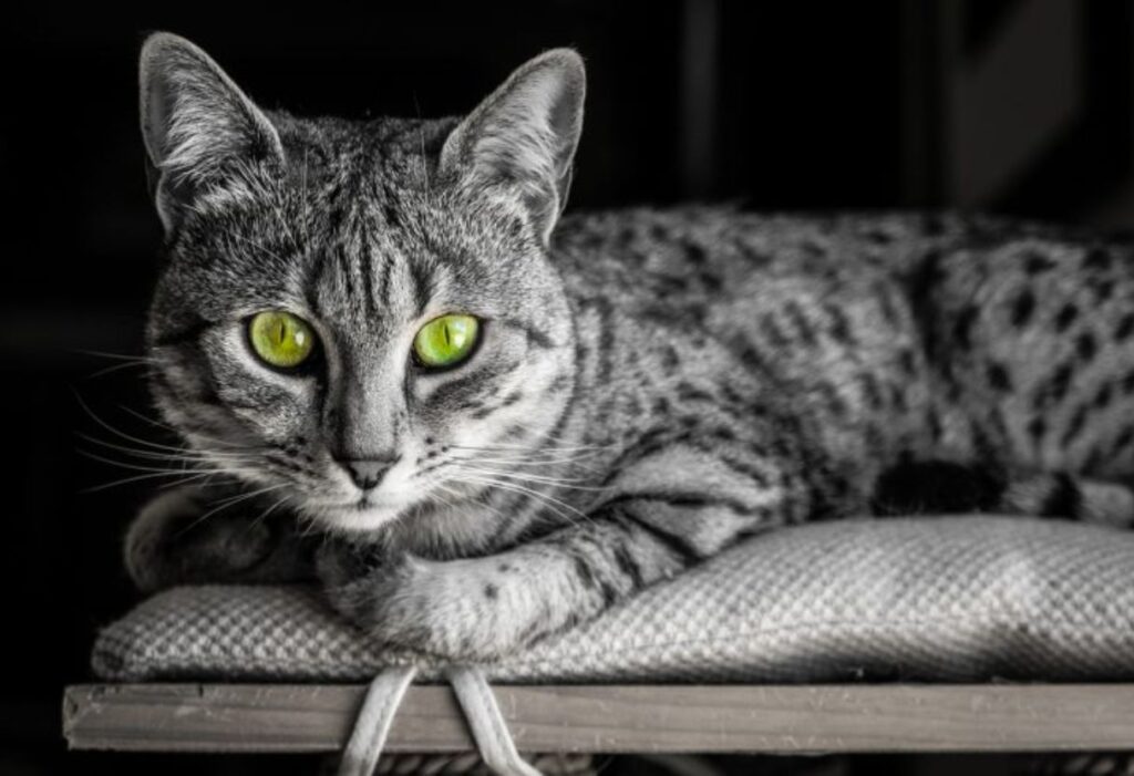 Egyptian Mau cat with green eyes