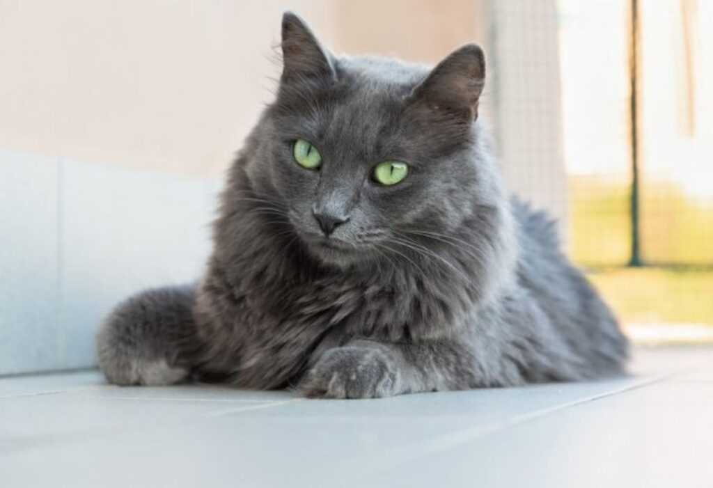 Nebelung cat with green eyes
