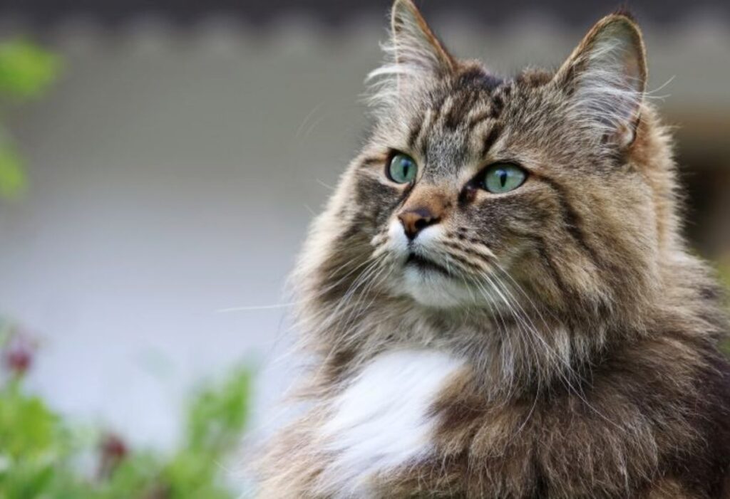 Norwegian Forest cat with green eyes