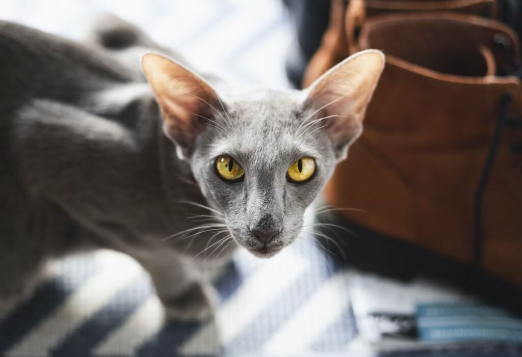 Oriental Shorthair cat with green eyes
