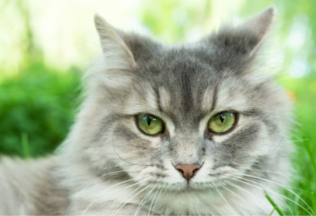 Ragdoll cat with green eyes