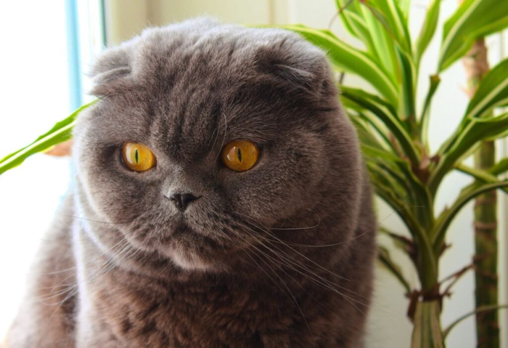 Scottish Fold cat with green eyes