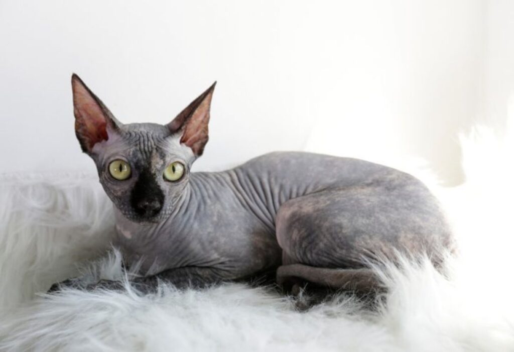Sphynx cat with green eyes